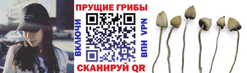 сайты даркнета клад  где купить наркоту  Урюпинск  Псилоцибиновые грибы Cubensis 